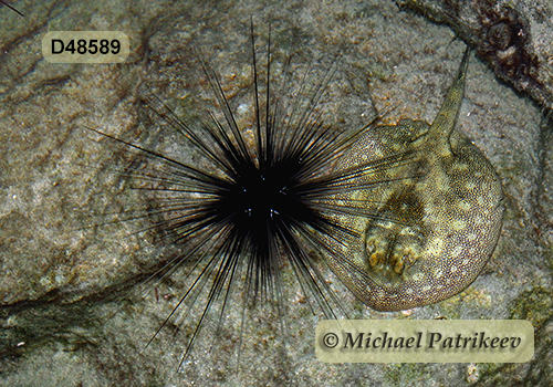Atlantic Long-spined Sea Urchin (Diadema antillarum)